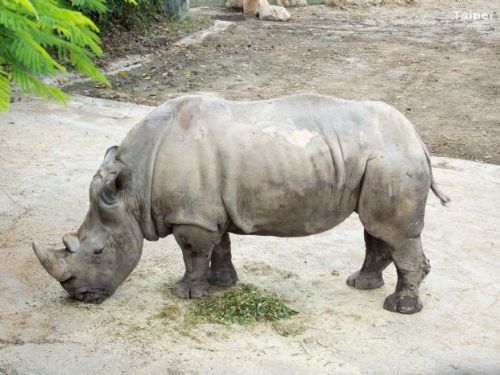 溫柔的巨人告別了——白犀牛「犀慧」安詳離世，陪伴園區38載的珍貴回憶永存